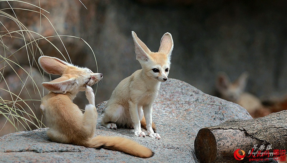 Adorable fennec fox