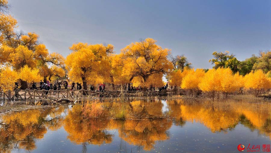 Golden foliage of populus euphratica forest