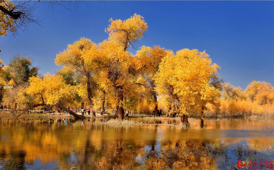 Golden foliage of populus euphratica forest