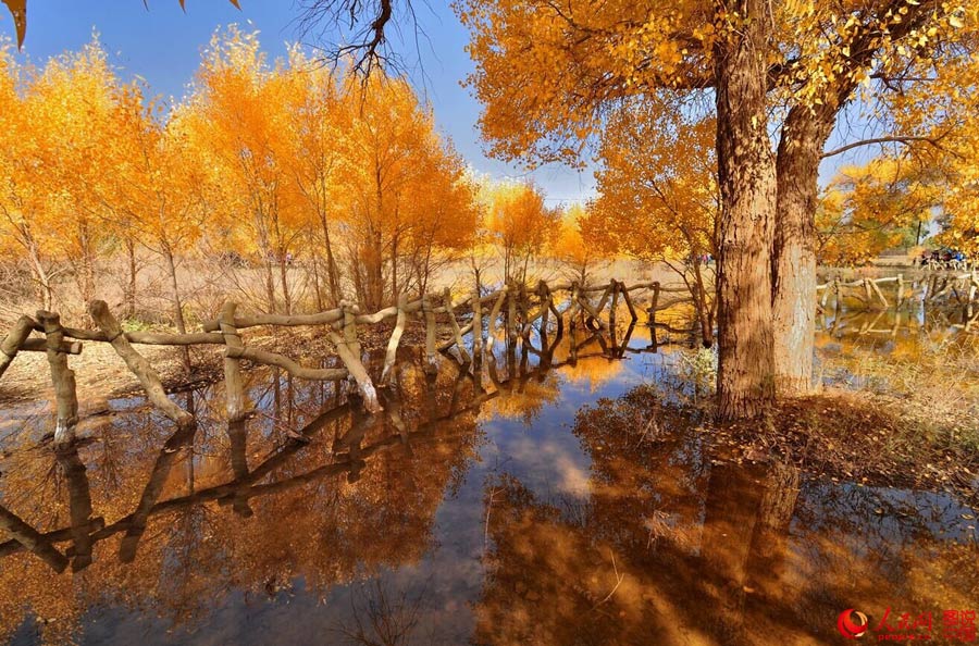 Golden foliage of populus euphratica forest