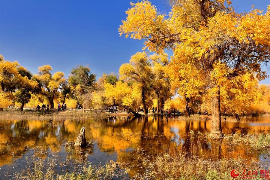 Golden foliage of populus euphratica forest