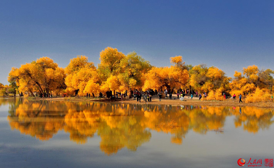 Golden foliage of populus euphratica forest