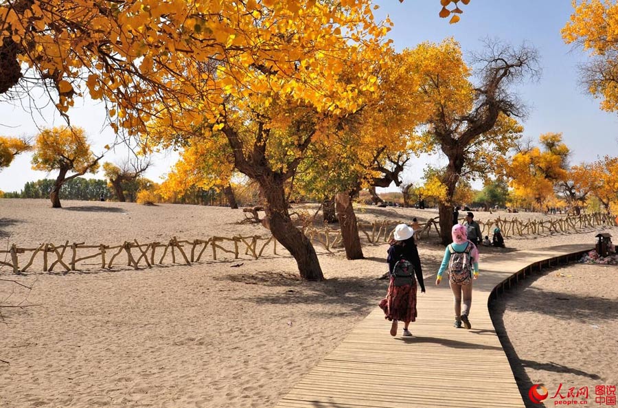 Golden foliage of populus euphratica forest