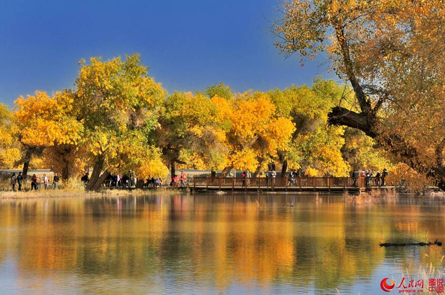 Golden foliage of populus euphratica forest