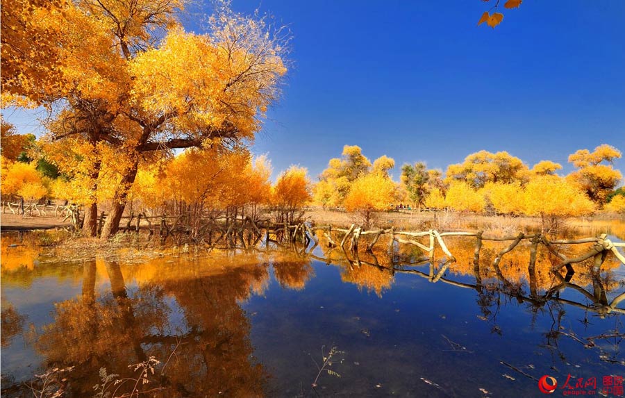 Golden foliage of populus euphratica forest