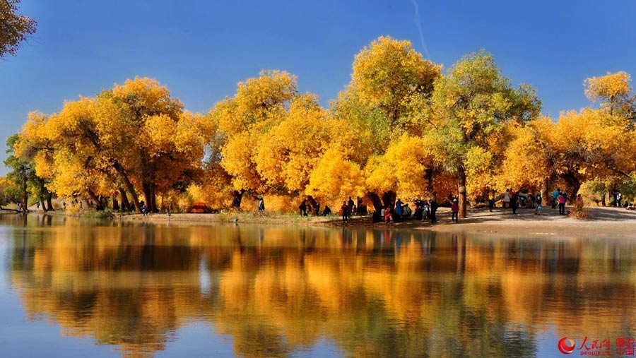 Golden foliage of populus euphratica forest