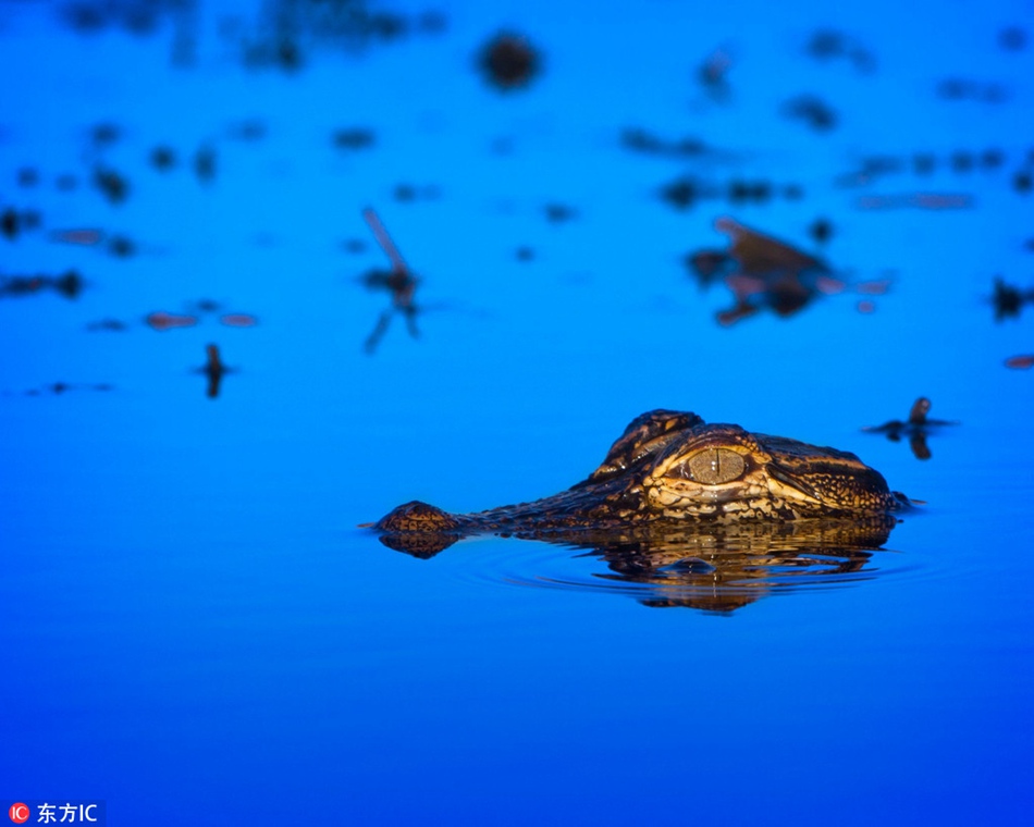 Fascinating Florida swampland