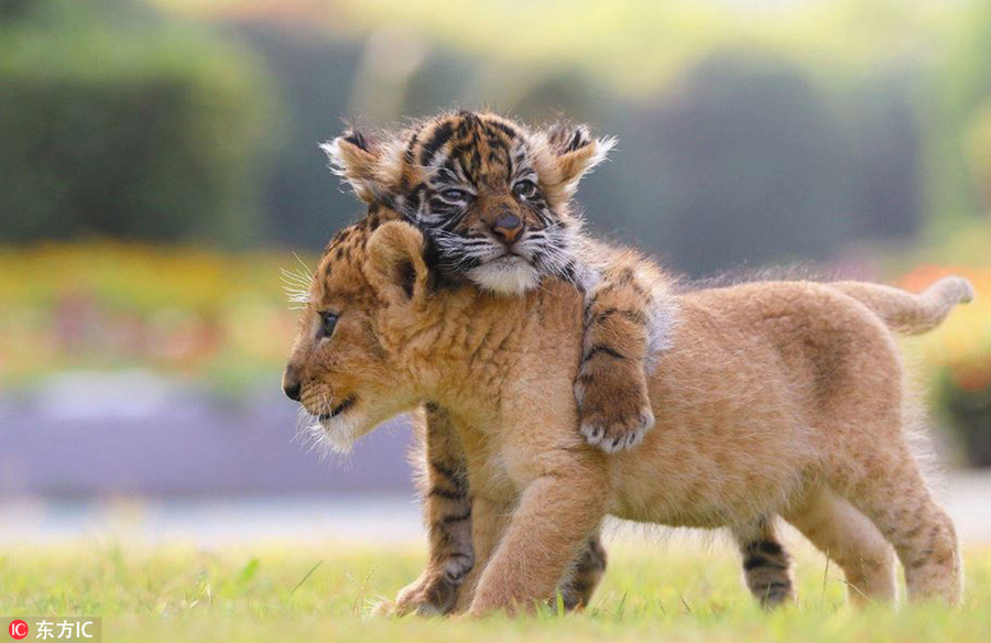 Heart-warming! Cute tiger and lion cubs become best friends in Japanese safari park