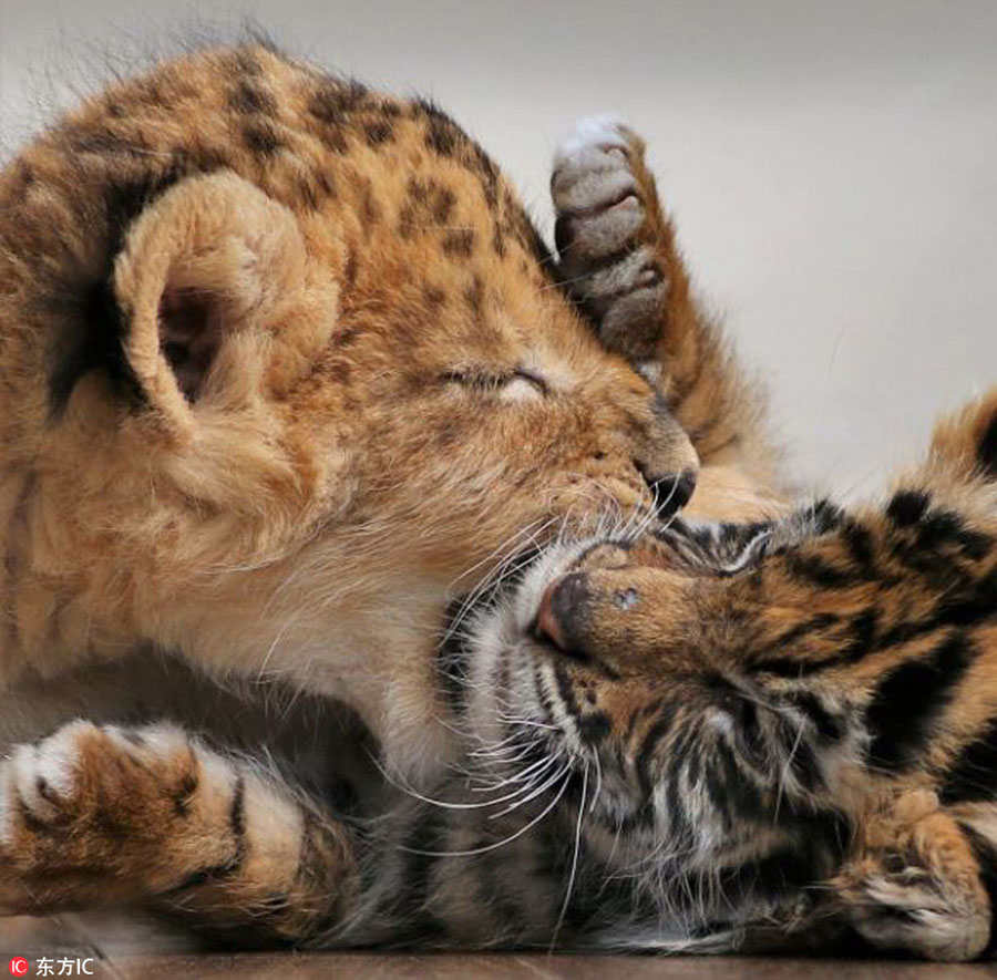 Heart-warming! Cute tiger and lion cubs become best friends in Japanese safari park