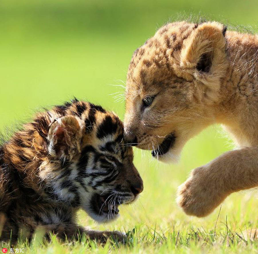 Heart-warming! Cute tiger and lion cubs become best friends in