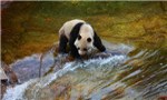 Protecting panda habitats involves planting bamboo, lifting neighbors out of poverty