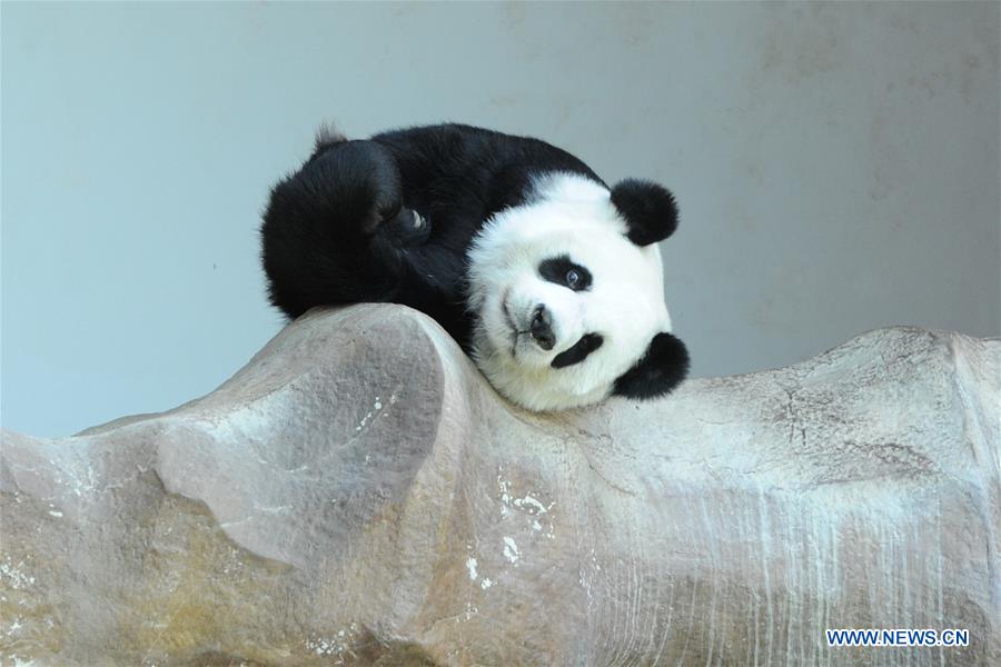 THAILAND-CHIANG MAI-ZOO-GIANT PANDA