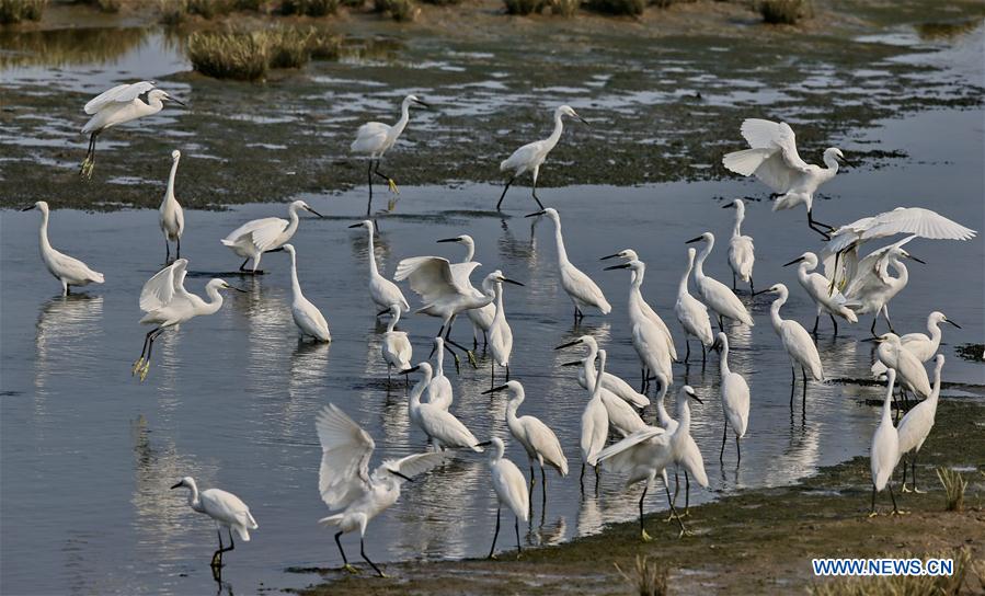 CHINA-HEBEI-QINHUANGDAO-EGRETS (CN)