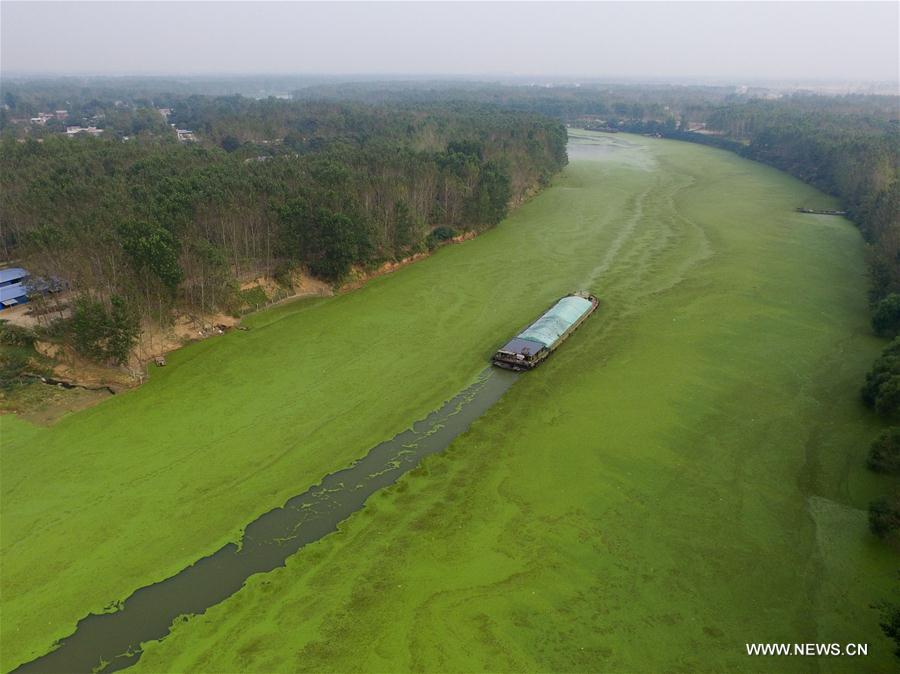 CHINA-HENAN-SHAYING RIVER-DUCKWEED (CN)