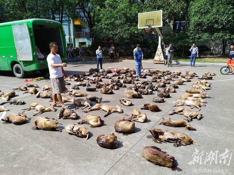Over 100 carcasses of endangered animals seized in south China’s Hunan
