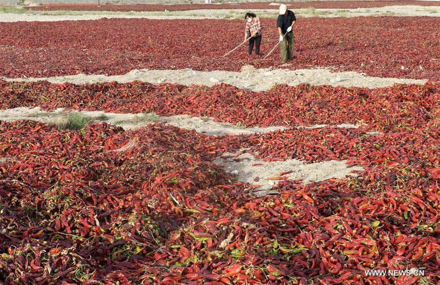 As the harvest season for chillies come, local chilli production of Hoxud County in 2016 is expected to reach 38,000 tonnes.