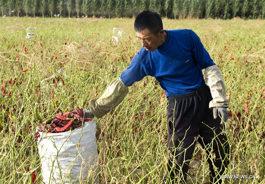 As the harvest season for chillies come, local chilli production of Hoxud County in 2016 is expected to reach 38,000 tonnes.