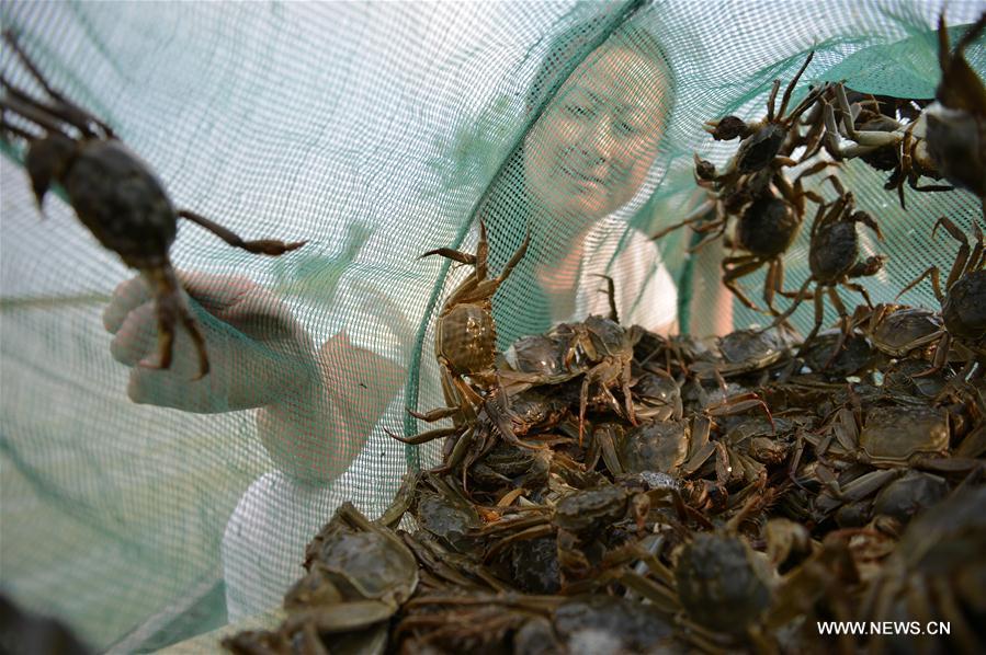 As autumn arrives, fishing season for hairy crabs started in the Hongze Lake in Hongze County.