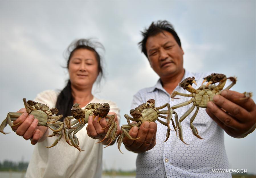 As autumn arrives, fishing season for hairy crabs started in the Hongze Lake in Hongze County.