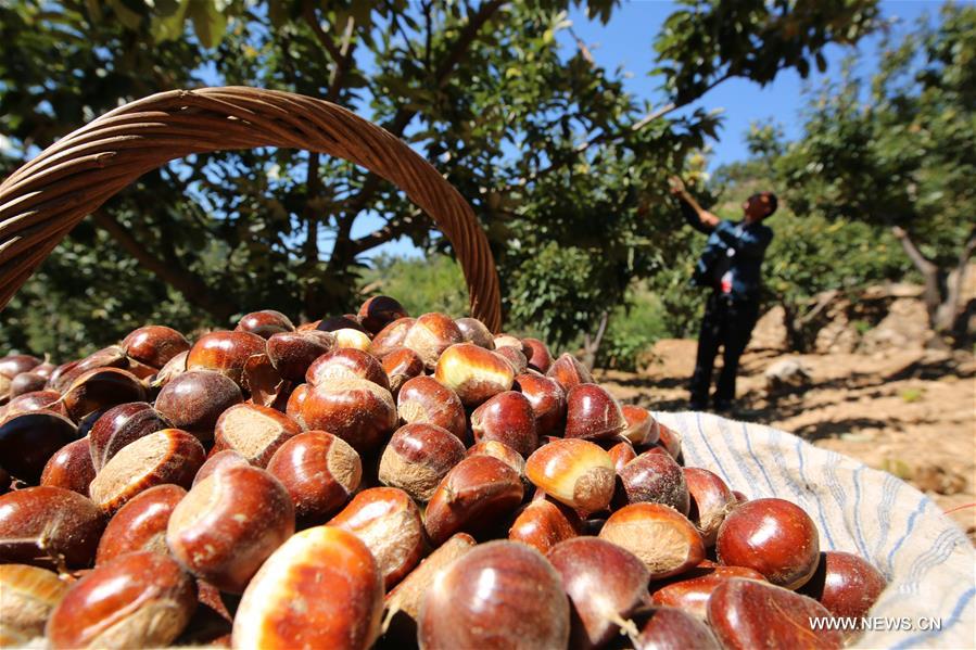 #CHINA-CHENGDE-CHESTNUT HARVEST (CN)