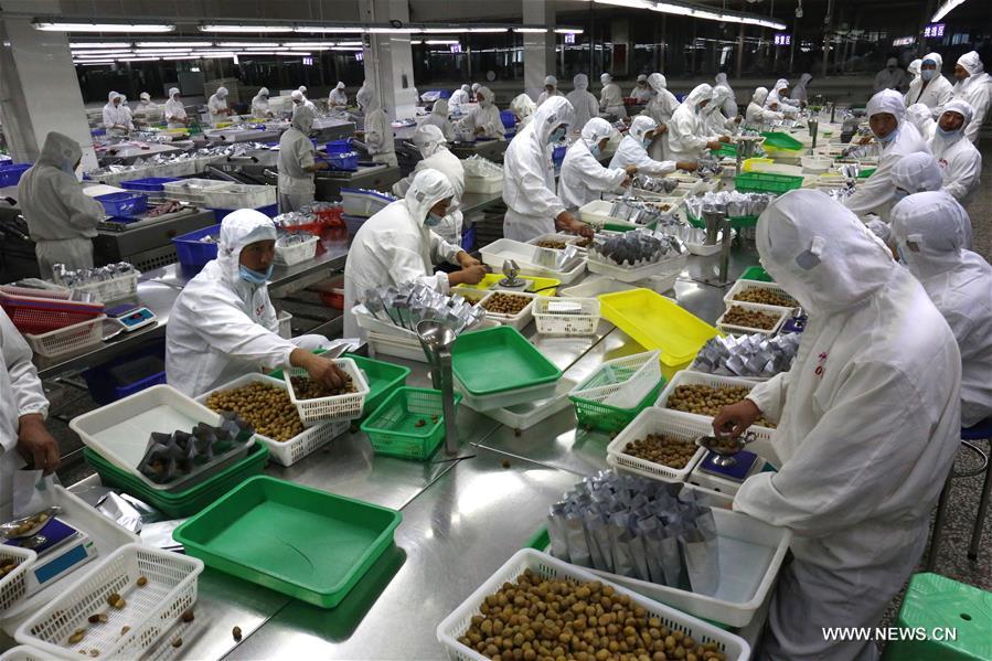 #CHINA-CHENGDE-CHESTNUT HARVEST (CN)