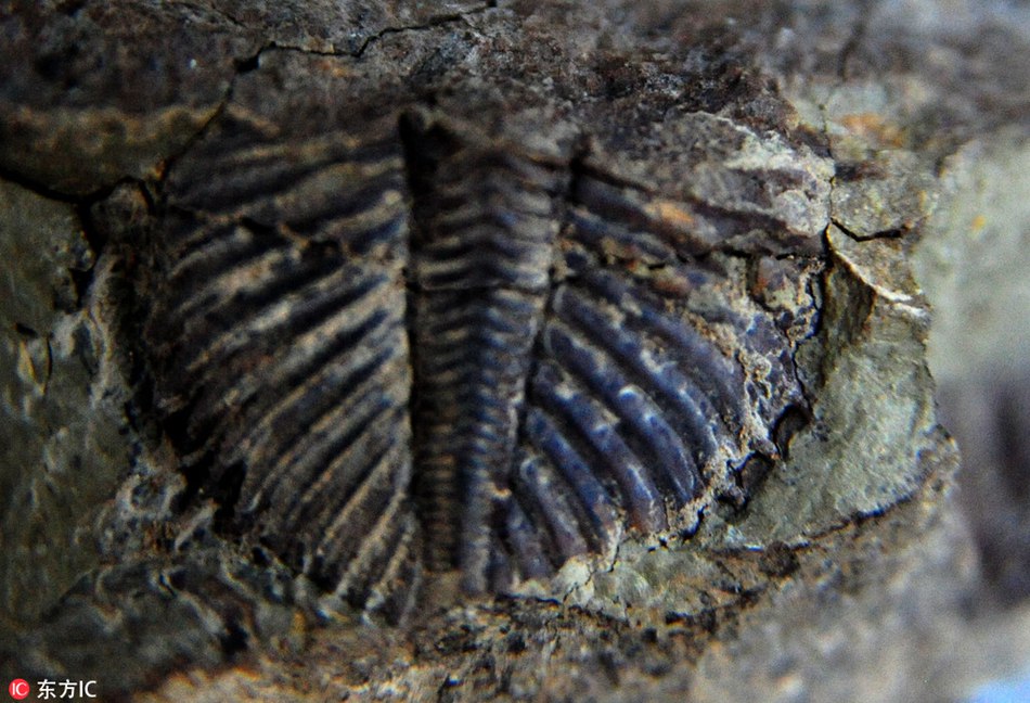 Possible ancient trilobite fossil found in southwest China