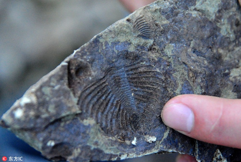 Possible ancient trilobite fossil found in southwest China
