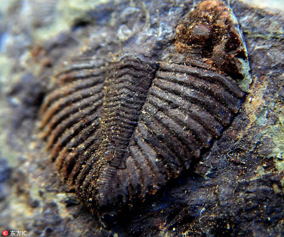 Possible ancient trilobite fossil found in southwest China