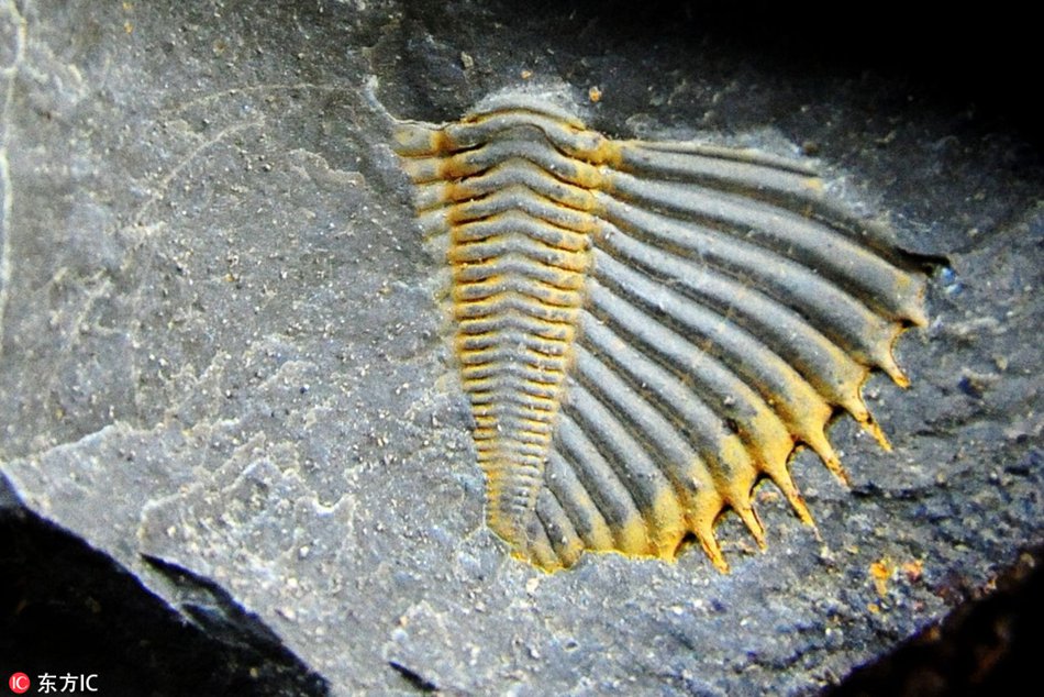 Possible ancient trilobite fossil found in southwest China