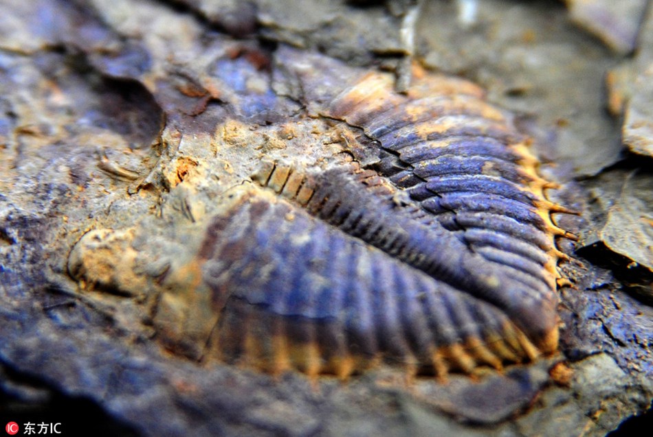 Possible ancient trilobite fossil found in southwest China