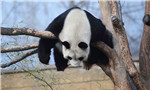 Panda 'naprobatics'