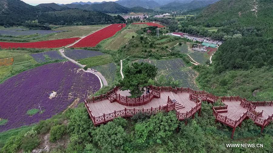 Photo taken on Sept. 17, 2016 shows flower fields in Sihai Town of the Yanqing District of Beijing, capital of China. (Xinhua/Li Xin) 