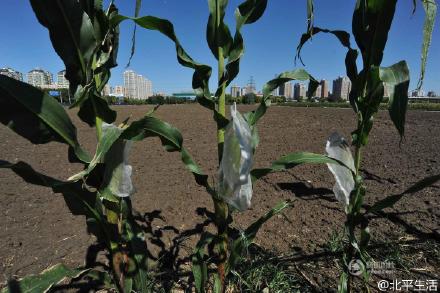The most expensive corn field in the world