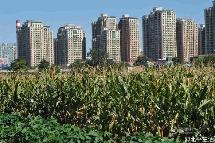 The most expensive corn field in the world