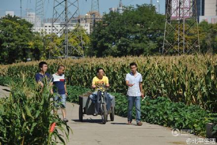 The most expensive corn field in the world