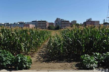 The most expensive corn field in the world