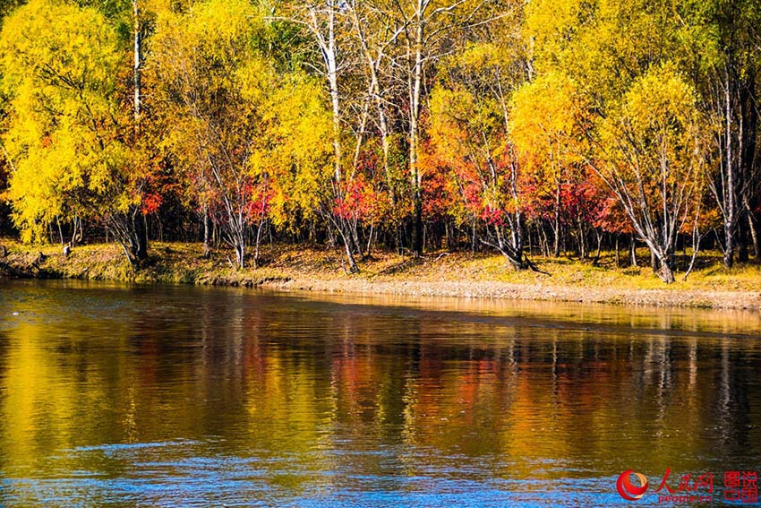 Colorful Greater Khingan Mountains in autumn