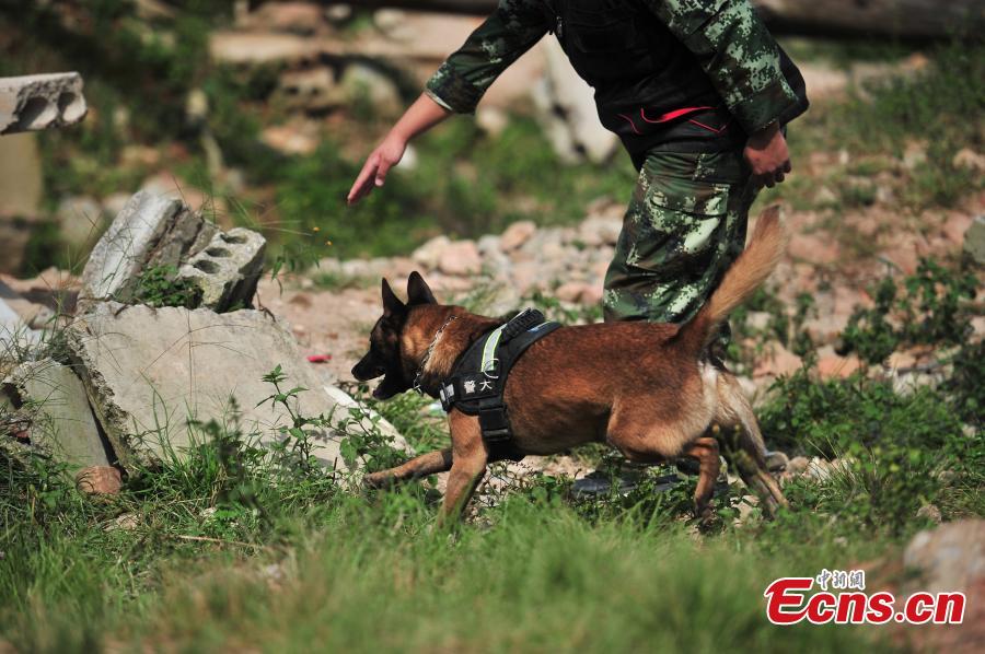 Rescue dogs undertake annual training in Kunming