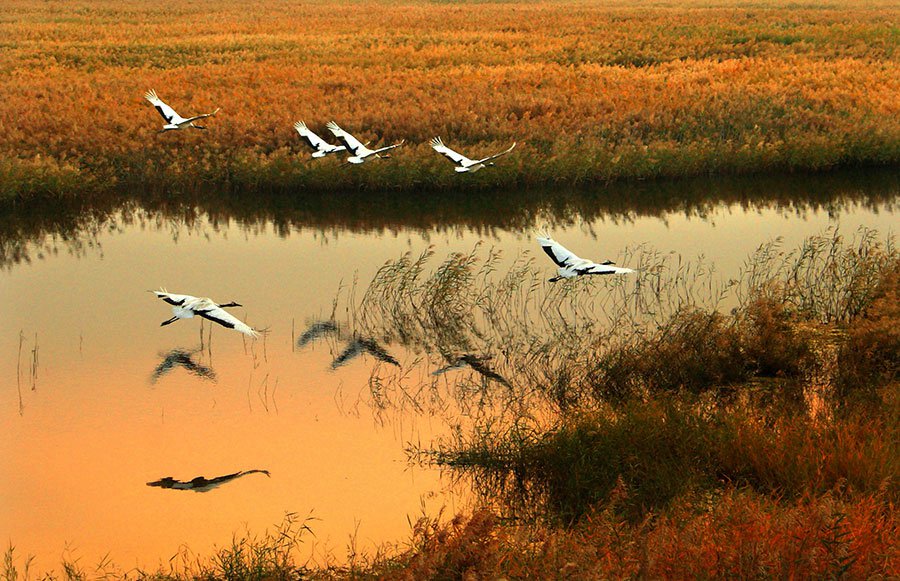 Xianghai Nature Reserve in Jilin ideal for nature lovers
