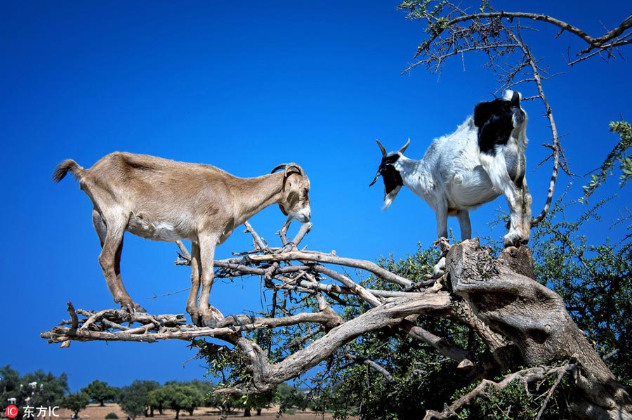 'Tree of goats' amazes onlookers in Morocco