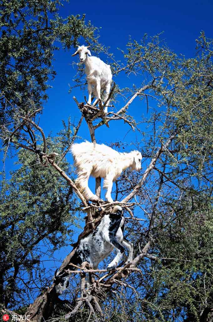 'Tree of goats' amazes onlookers in Morocco