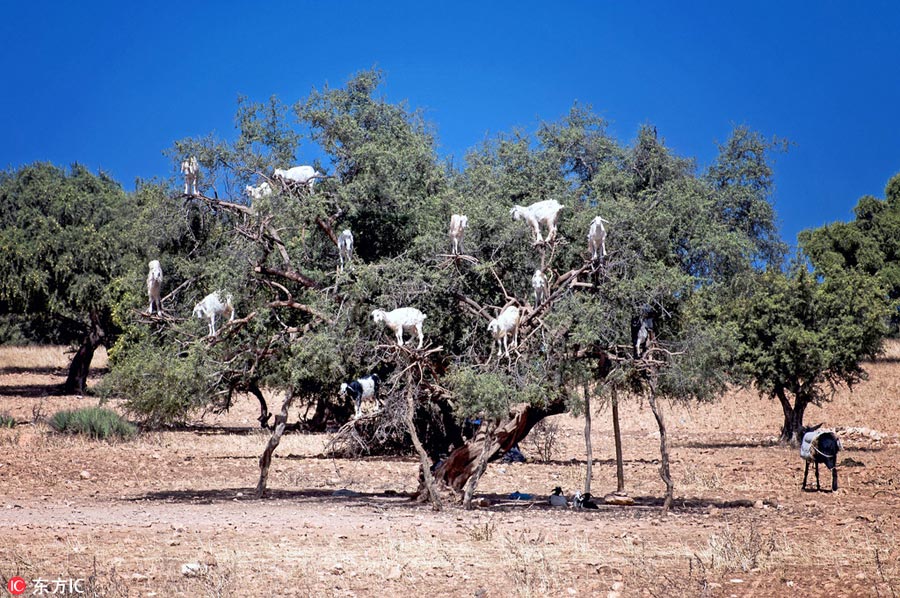 'Tree of goats' amazes onlookers in Morocco
