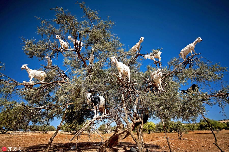'Tree of goats' amazes onlookers in Morocco