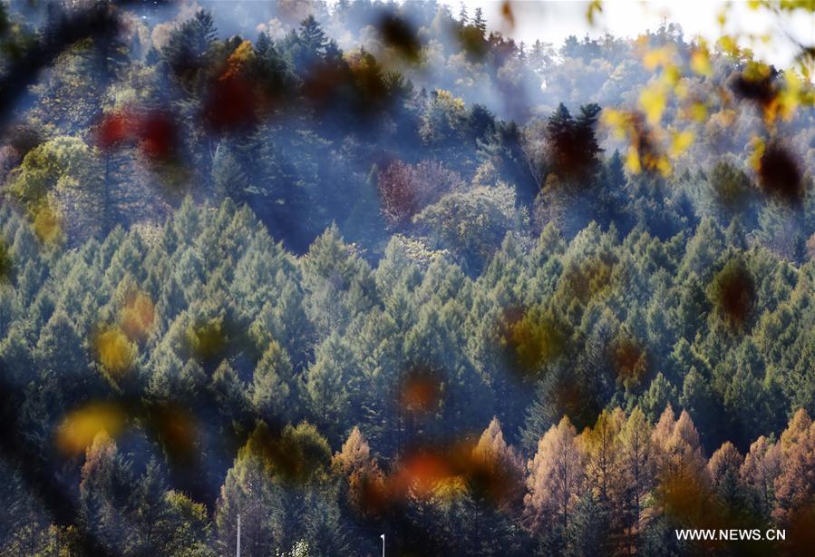 Photo taken on Sept. 30, 2016 shows the autumn scenery in forest of Yichun, northeast China's Heilongjiang Province.