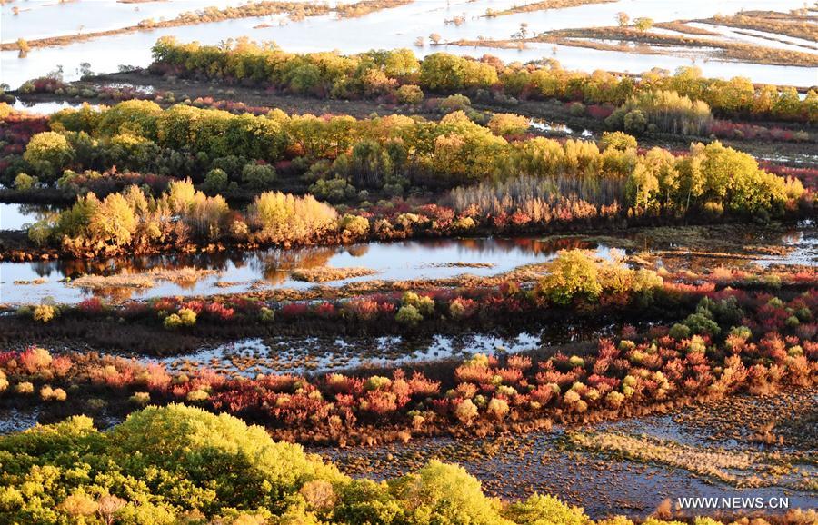 Photo taken on Sept. 30, 2016 shows the autumn scenery in forest of Yichun, northeast China's Heilongjiang Province.