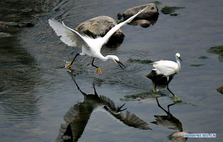 #CHINA-HUBEI-ENSHI-AUTUMN-EGRET (CN)