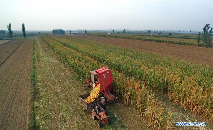 Farmers busy with autumn harvest in north China's Hebei