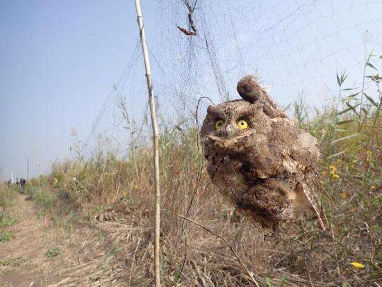Volunteers save 3,000 illegally hunted birds in North China