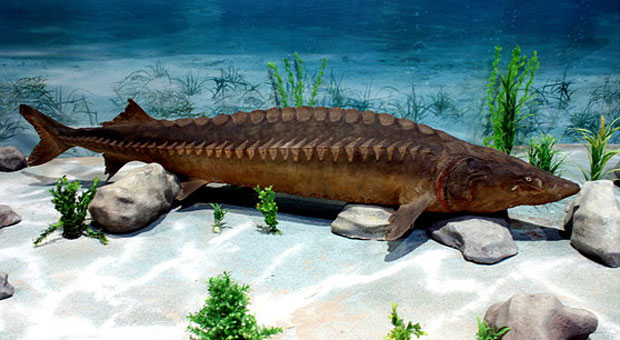 Chinese researchers facilitate natural Dabry's sturgeon breeding