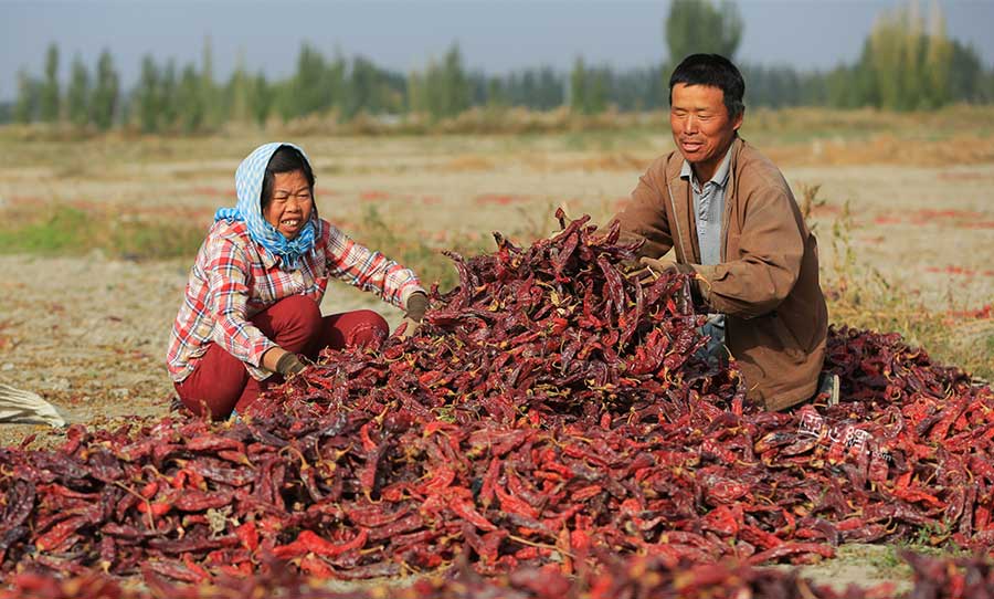 Chili harvest in Xinjiang